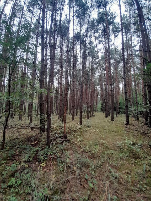 nieruchomość – zdjęcie 5 z 9