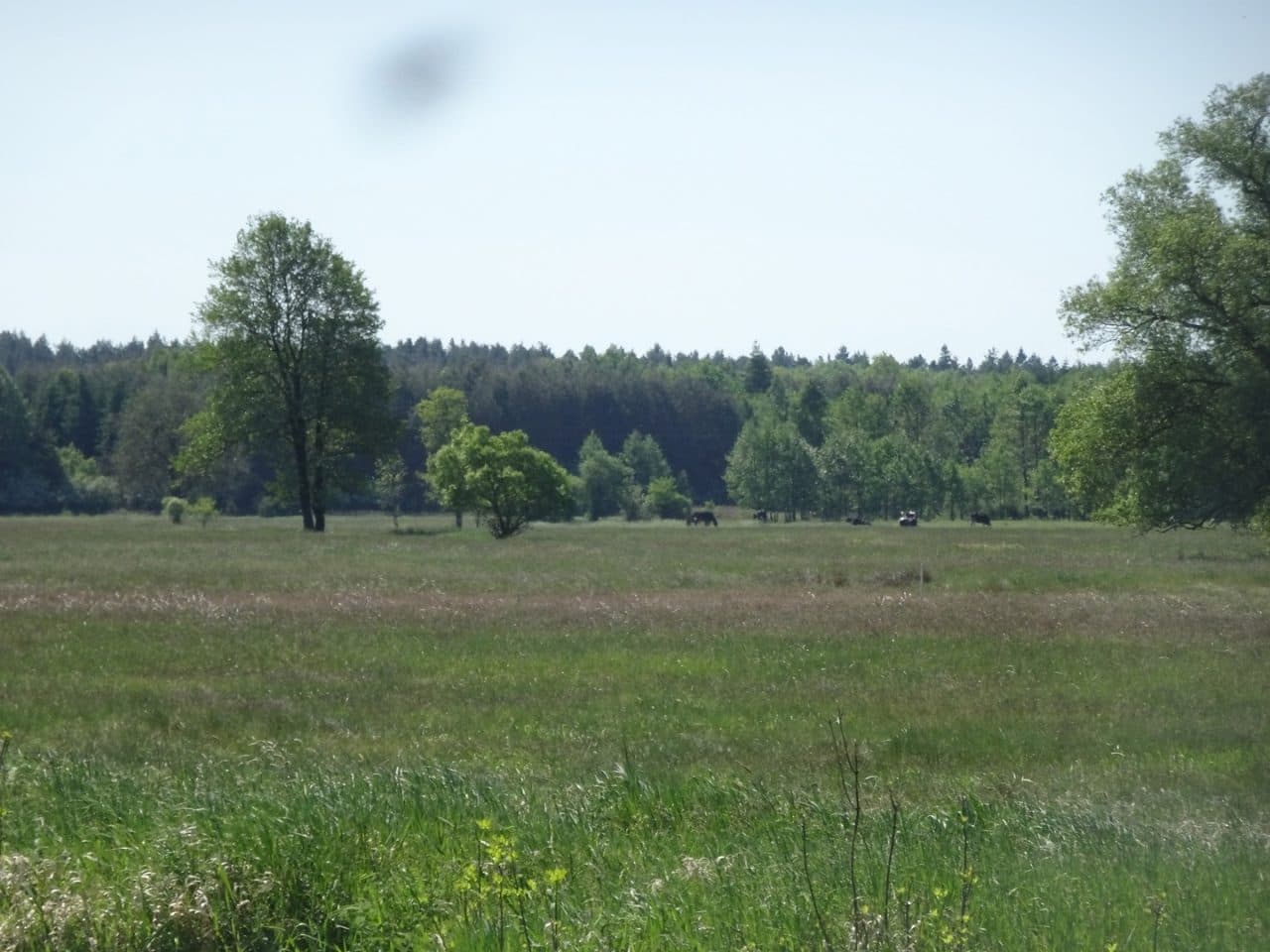 nieruchomość gruntowa (działka ozn. nr 1126)