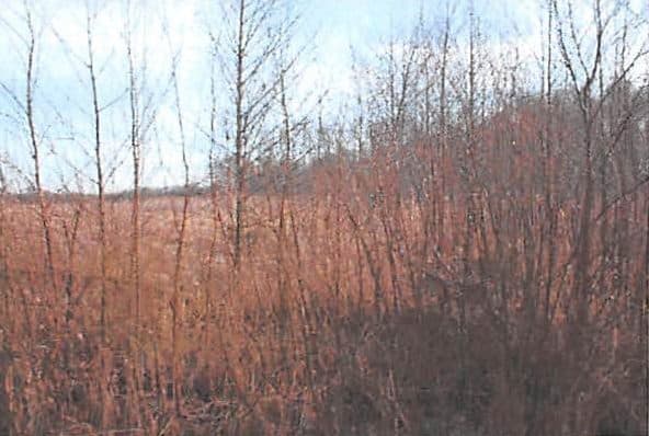 NIEZABUDOWANA NIERUCHOMOŚĆ GRUNTOWA O NR KW BY1B/00056053/0 – zdjęcie 6 z 9