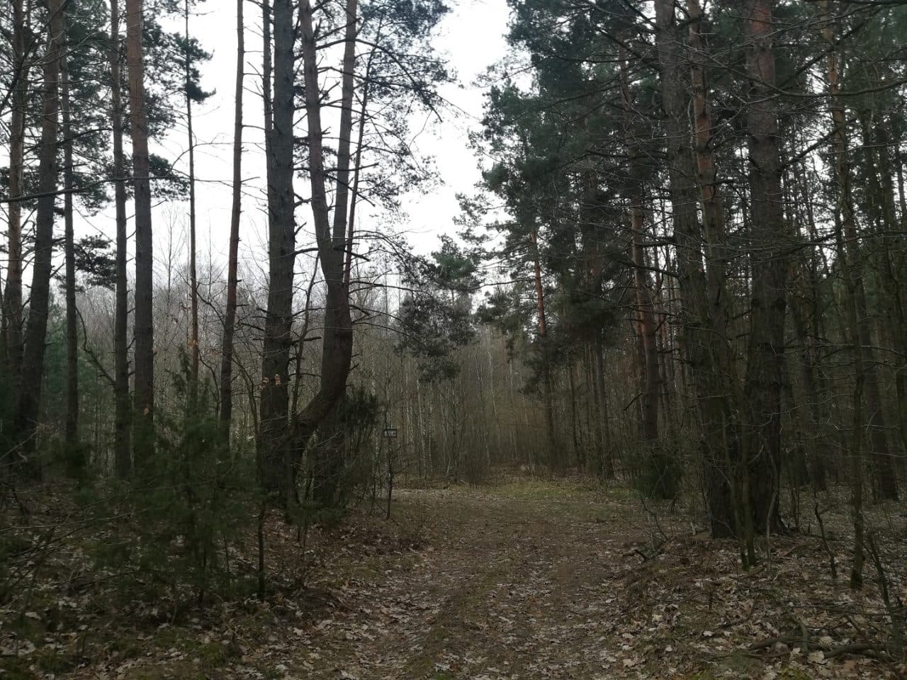 działki rolne o pow. 2,1807 ha – zdjęcie 8 z 9