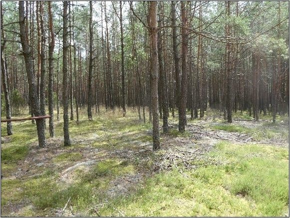 działka nr 20 oraz 22 – zdjęcie 9 z 10