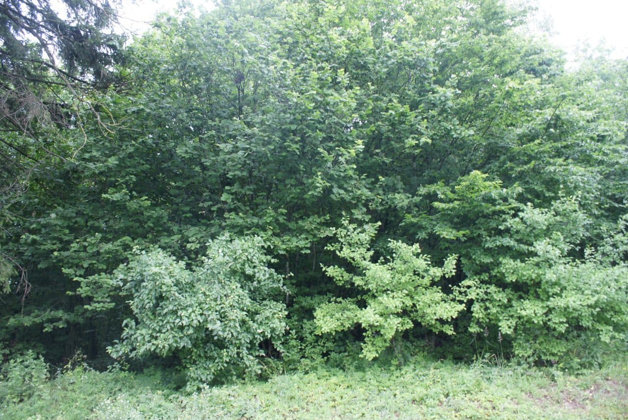Działka nr. 139 o pow. 7,8052ha – zdjęcie 2 z 3
