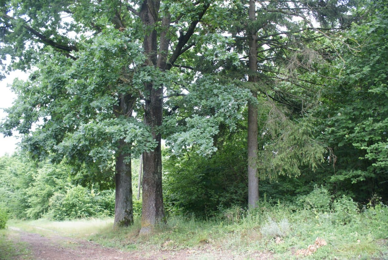 Działka nr. 139 o pow. 7,8052ha – zdjęcie 3 z 3