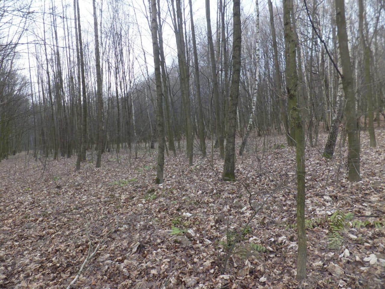 Nieruchomość gruntowa – zdjęcie 5 z 23