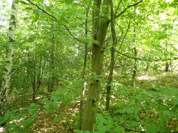Niezbaudowana działka ew. nr 441 – zdjęcie 2 z 3