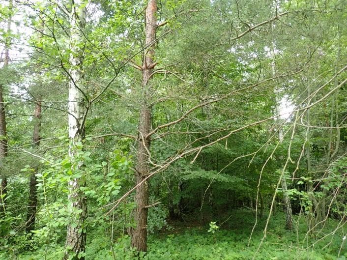 Niezabudowana działka ew. nr 376 – zdjęcie 2 z 3