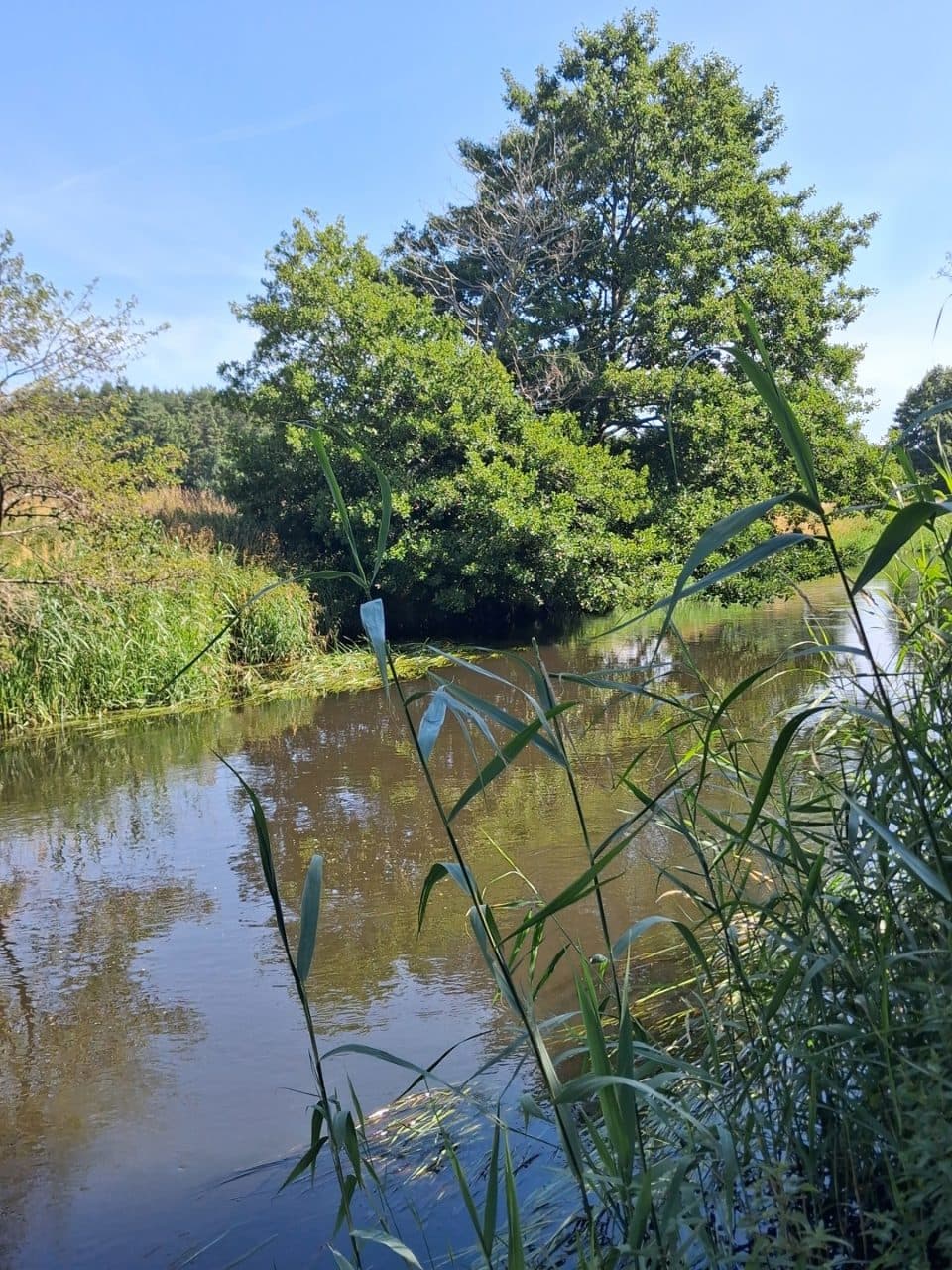 Działka niezabudowana, numer: 27/4 o powierzchni 0,3126ha, położona w miejscowości Człuchy, gmina Smołdzino – zdjęcie 2 z 15
