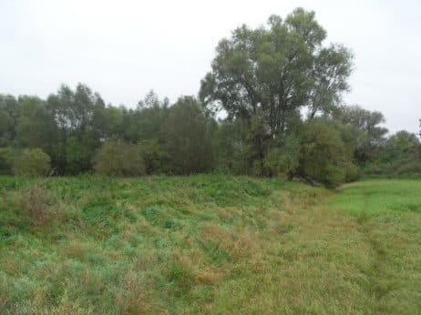 Niezabudowana działka nr 43/4 o pow. 0,2539 ha poł. w Dobrzanach – zdjęcie 10 z 15