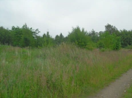 Niezabudowana działka nr 43/4 o pow. 0,2539 ha poł. w Dobrzanach – zdjęcie 12 z 15