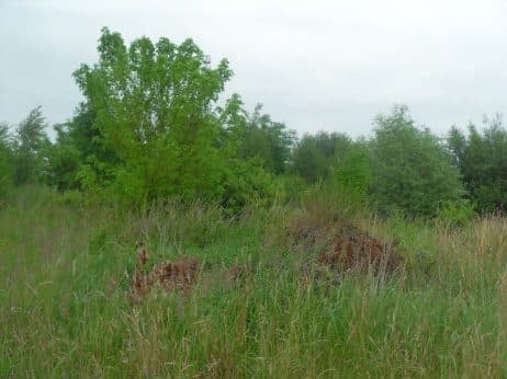 Niezabudowana działka nr 43/4 o pow. 0,2539 ha poł. w Dobrzanach – zdjęcie 15 z 15