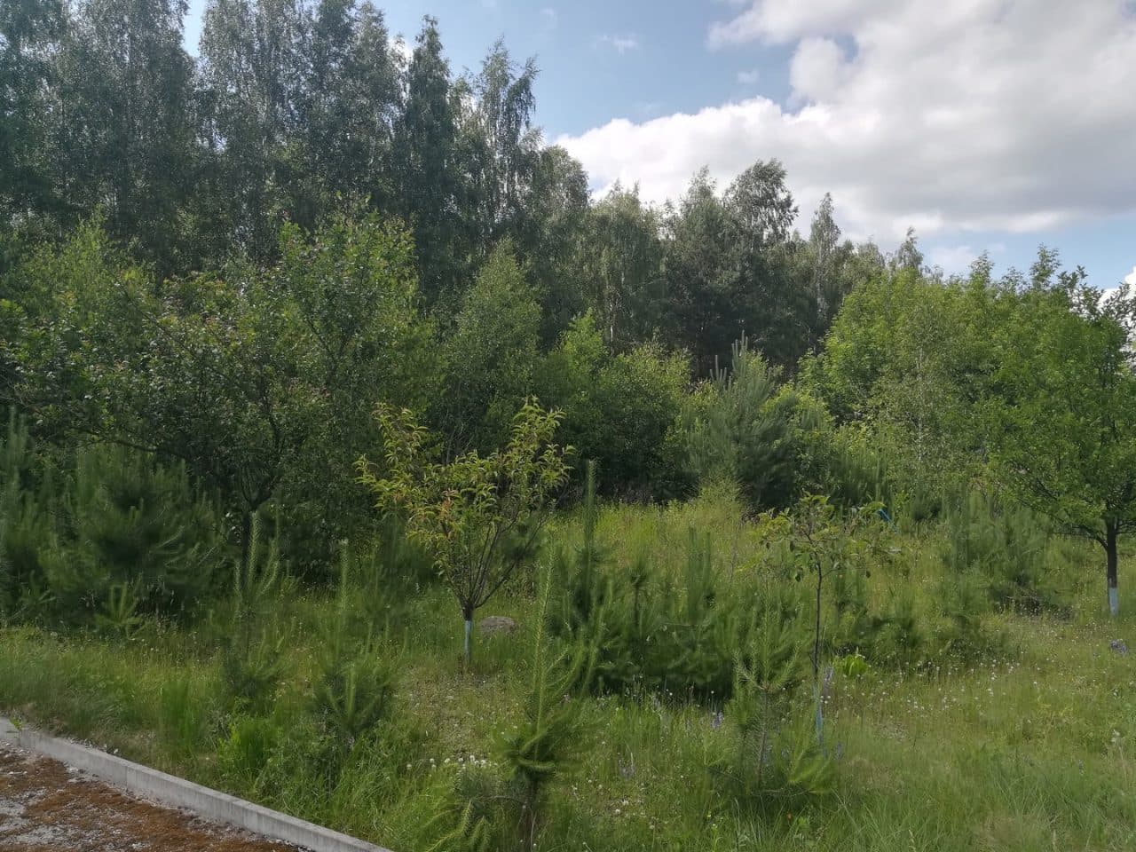 Sulbiny działka ewidencyjna 833/1 – zdjęcie 2 z 3