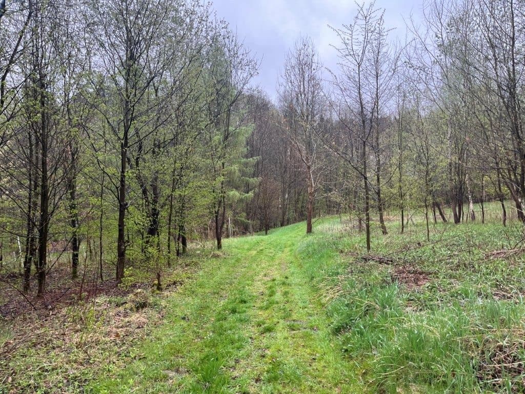 Sołonka, gm. Lubenia - 3,03 ha - RZ1Z/00258488/3 – zdjęcie 7 z 8
