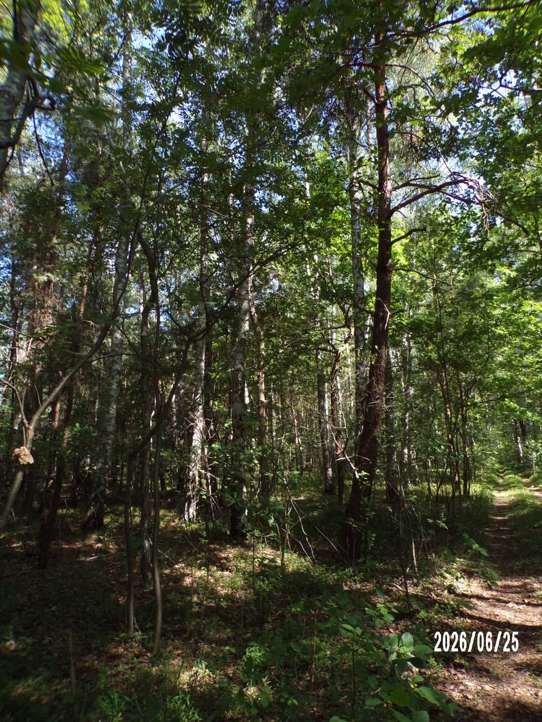 nieruchomość gruntowa niezabudowana o pow. 0,6350ha – zdjęcie 4 z 6