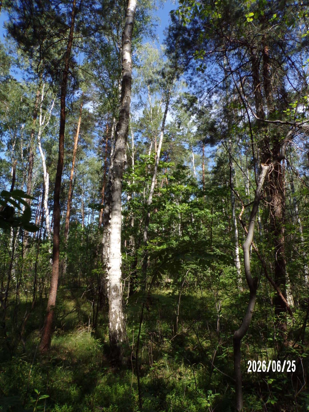 nieruchomość gruntowa niezabudowana o pow. 0,6350ha – zdjęcie 5 z 6