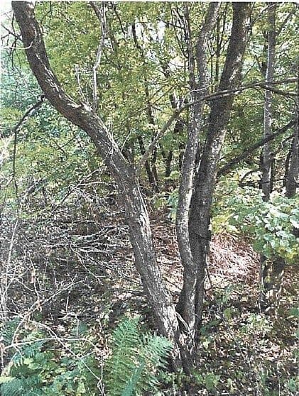 Działka ewidencyjna nr 245/2 o pow. 1,3700 ha położona w miejscowości Putnowice Wielkie gm. Wojsławice – zdjęcie 2 z 2