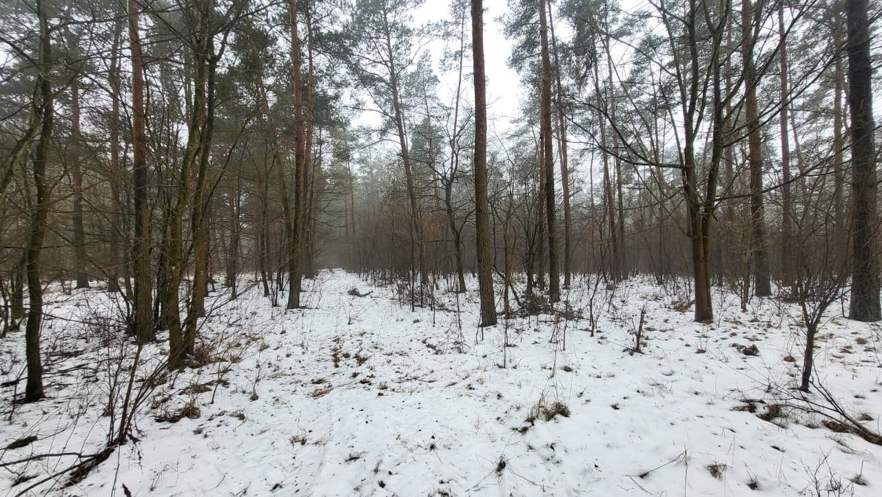Nieruchomość niezabudowana o charakterze leśnym