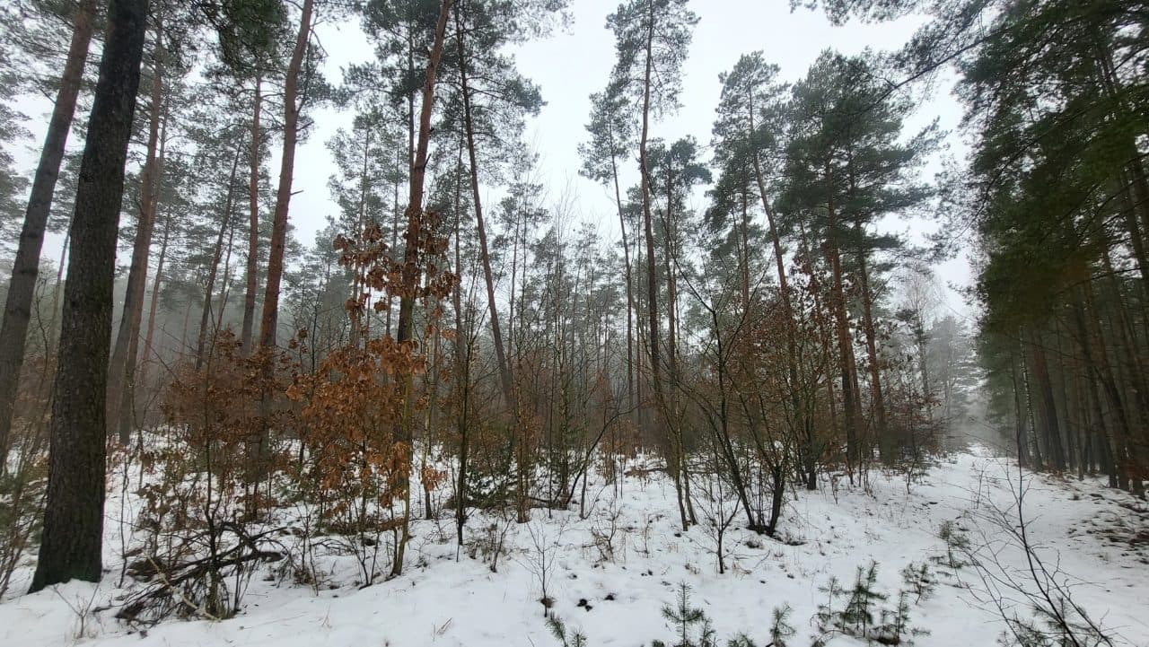 Nieruchomość niezabudowana o charakterze leśnym – zdjęcie 3 z 3