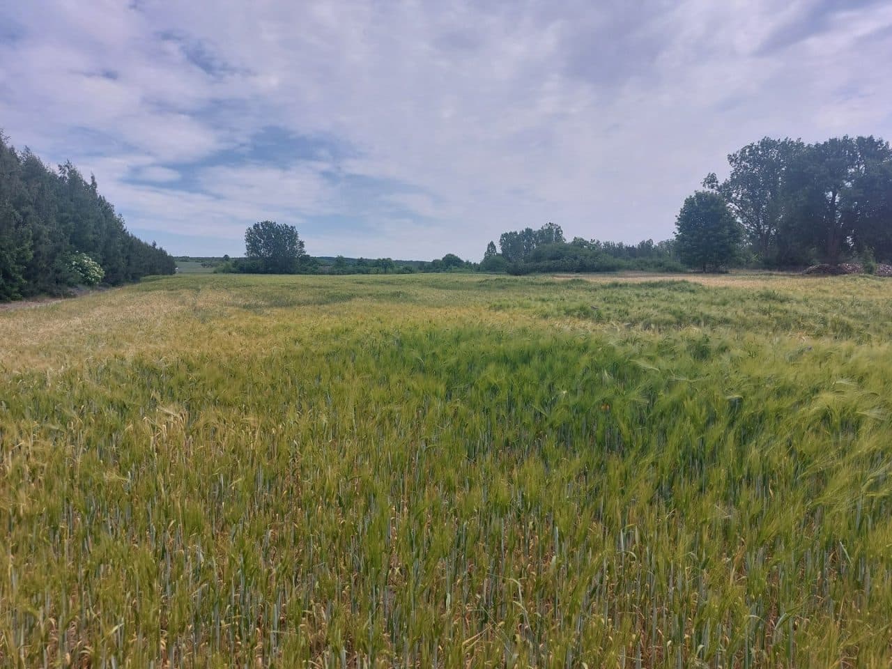 Nieruchomość gruntowa zabudowana – zdjęcie 4 z 4