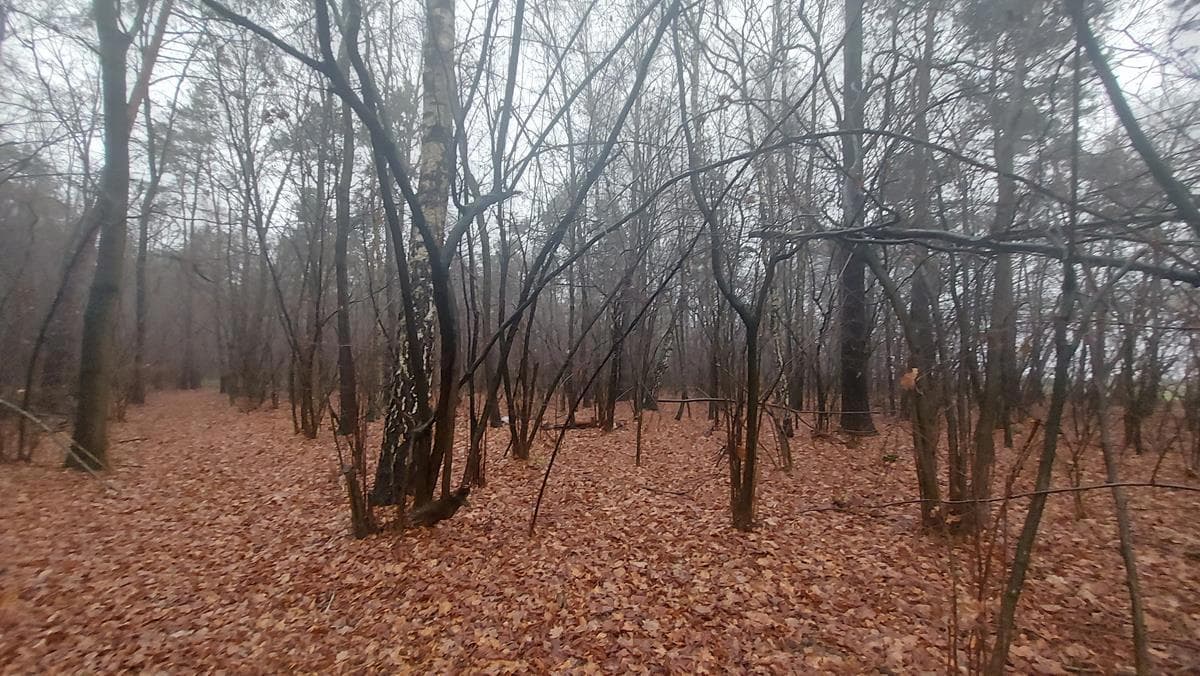 Nieruchomość gruntowa o nr działki 981 położona w miejscowości Szaniawy Matysy, gm. Trzebieszów, o łącznej powierzchni 0,10 ha, dla której SR w Łukowie prowadzi KW o numerze LU1U/00051354/7.