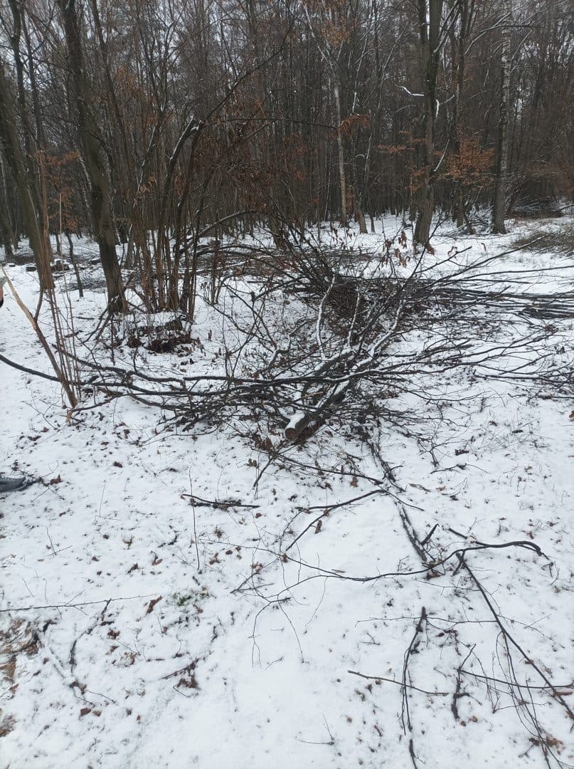 Nieruchomość gruntowa Las i grunty leśne – zdjęcie 2 z 5