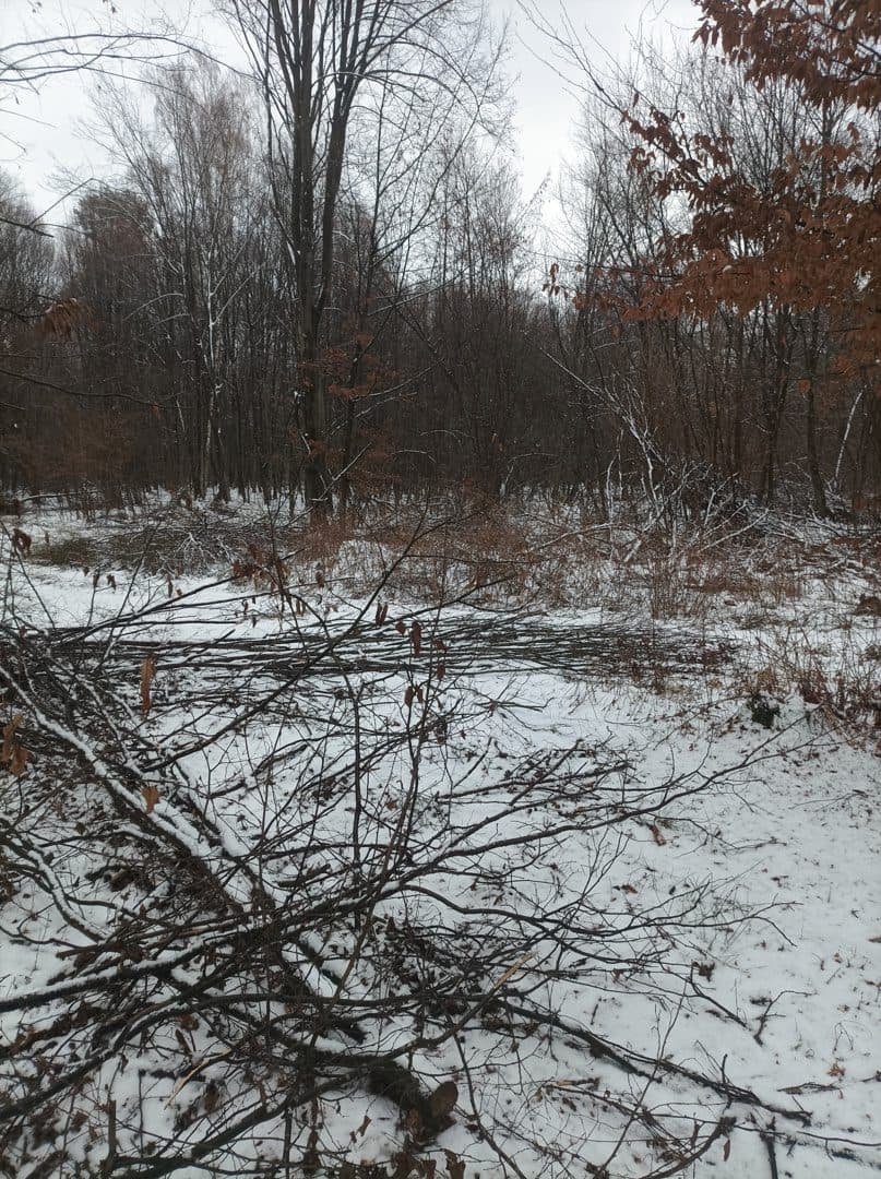 Nieruchomość gruntowa Las i grunty leśne – zdjęcie 3 z 5