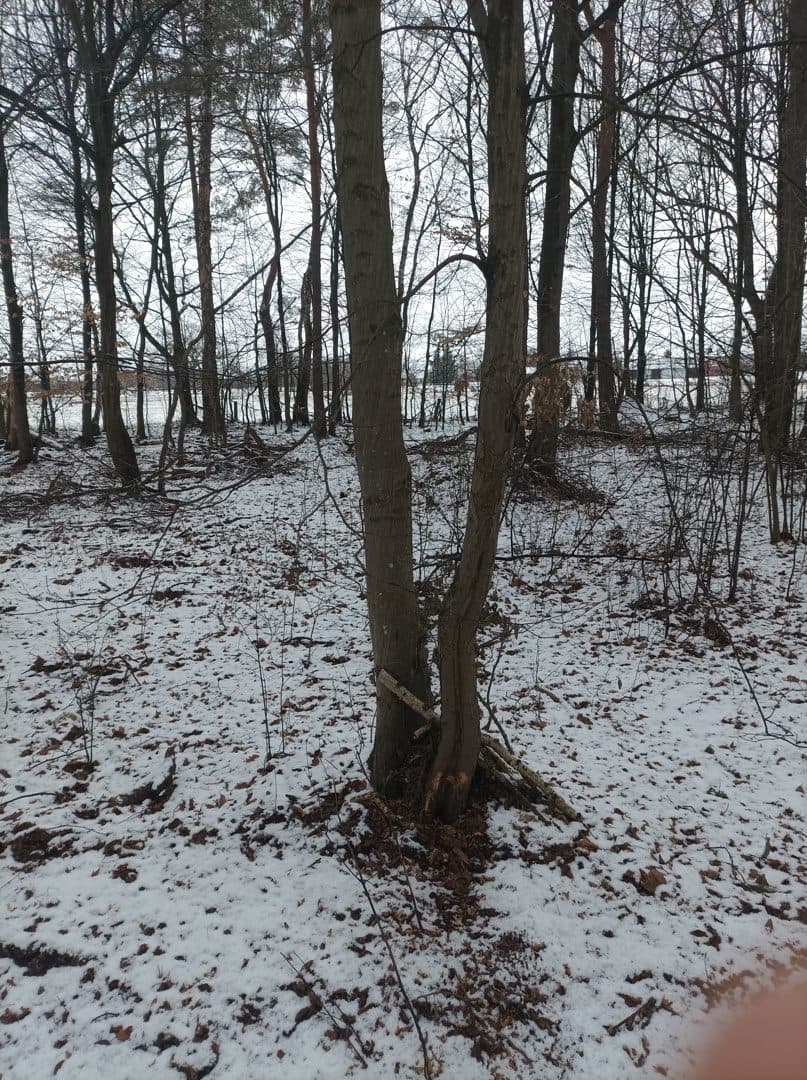 Nieruchomość gruntowa Las i grunty leśne – zdjęcie 4 z 5
