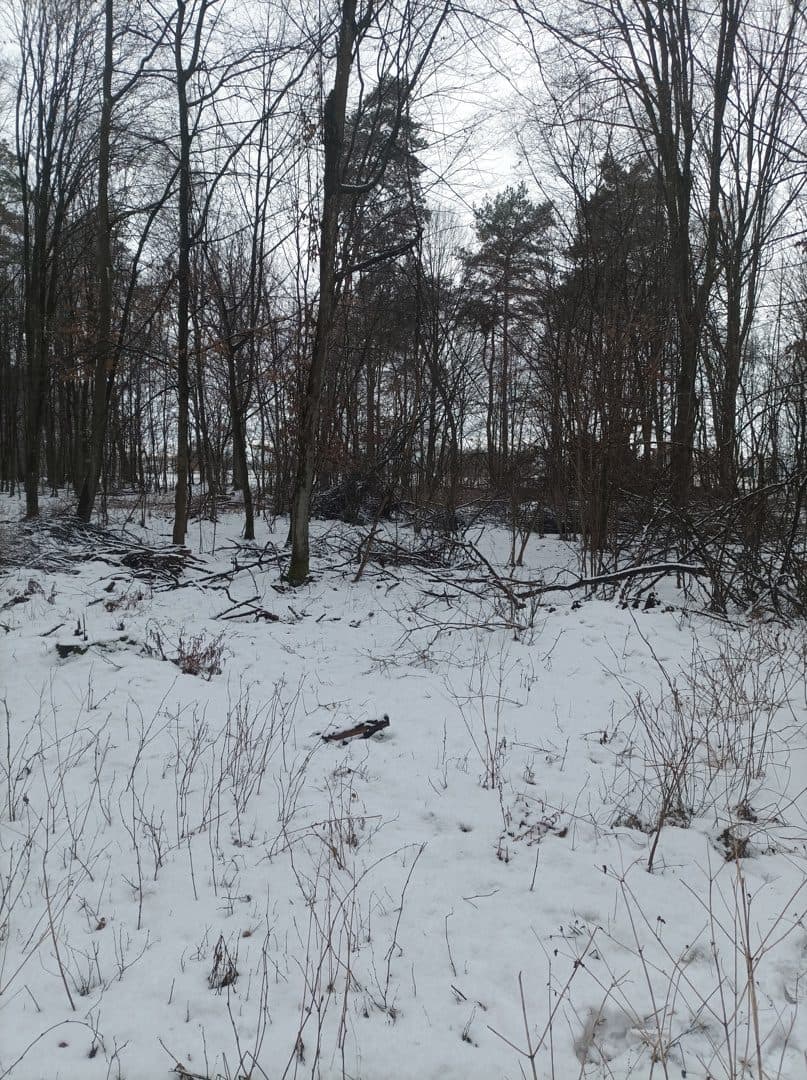 Nieruchomość gruntowa Las i grunty leśne – zdjęcie 5 z 5