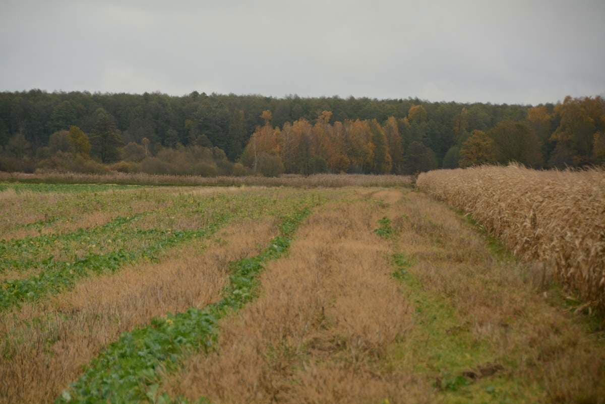 Niezabudowana działka gruntu – zdjęcie 4 z 4