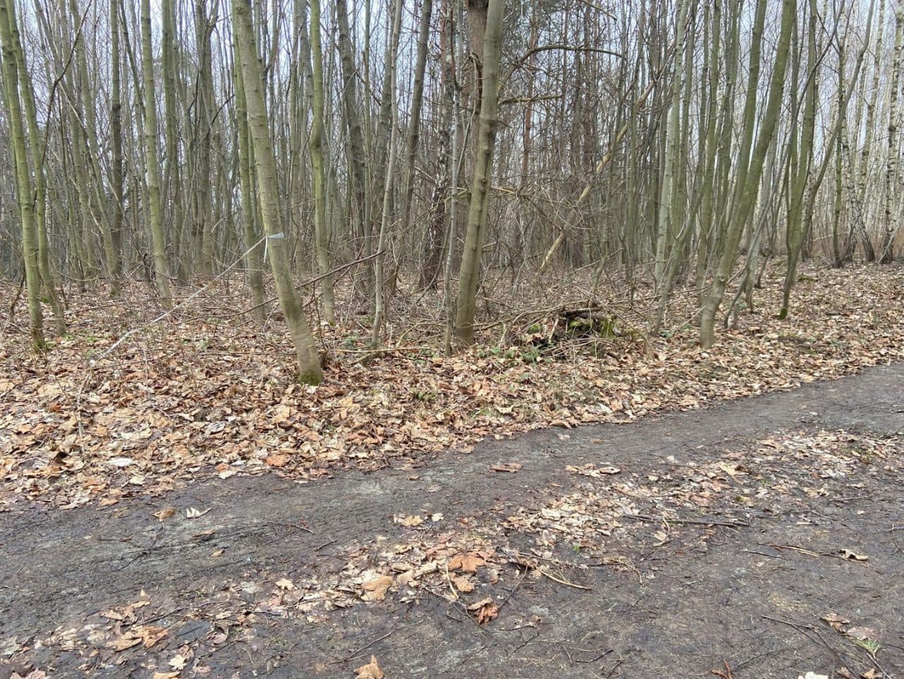 Działka nr 828/6 i działka nr 753 – zdjęcie 3 z 4