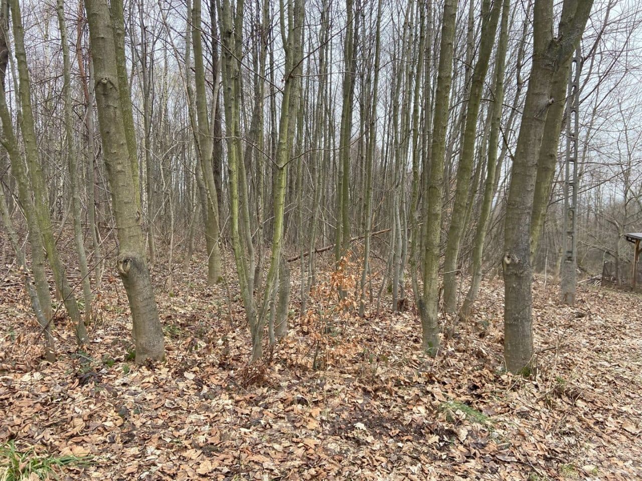 Działka nr 828/6 i działka nr 753 – zdjęcie 4 z 4
