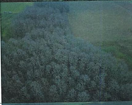 udział w wysokości 1/2 - dz. nr 248 o pow. 7687m2 - Skaje gm. Szczuczyn – zdjęcie 2 z 2