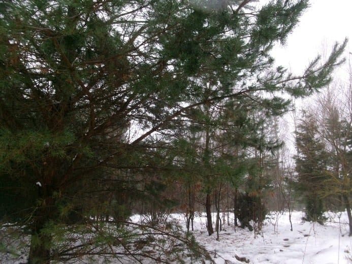 Działka niezabudowana w Fornetce, gm. Szypliszki, powiat suwalski, pow. 0,1193 ha, w pobliżu jeziora. – zdjęcie 2 z 7