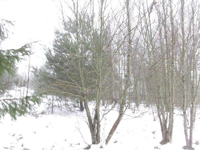Działka niezabudowana w Fornetce, gm. Szypliszki, powiat suwalski, pow. 0,1193 ha, w pobliżu jeziora. – zdjęcie 4 z 7