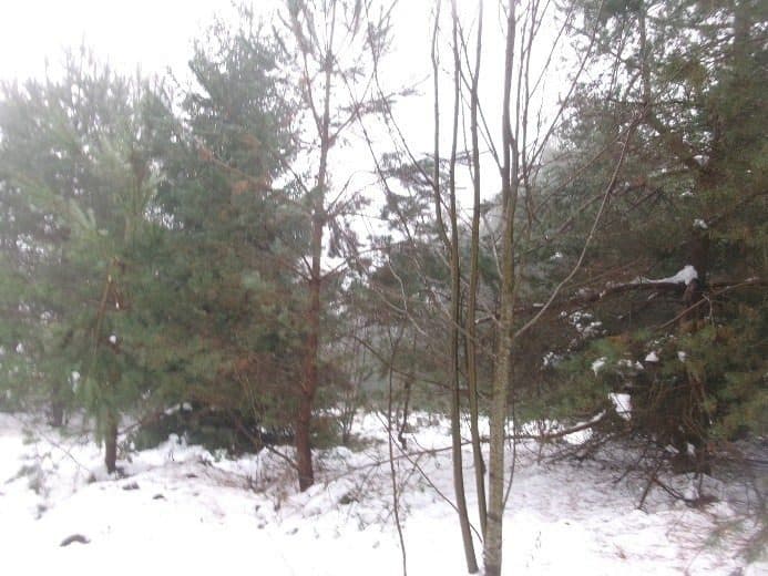 Działka niezabudowana w Fornetce, gm. Szypliszki, powiat suwalski, pow. 0,1193 ha, w pobliżu jeziora. – zdjęcie 6 z 7