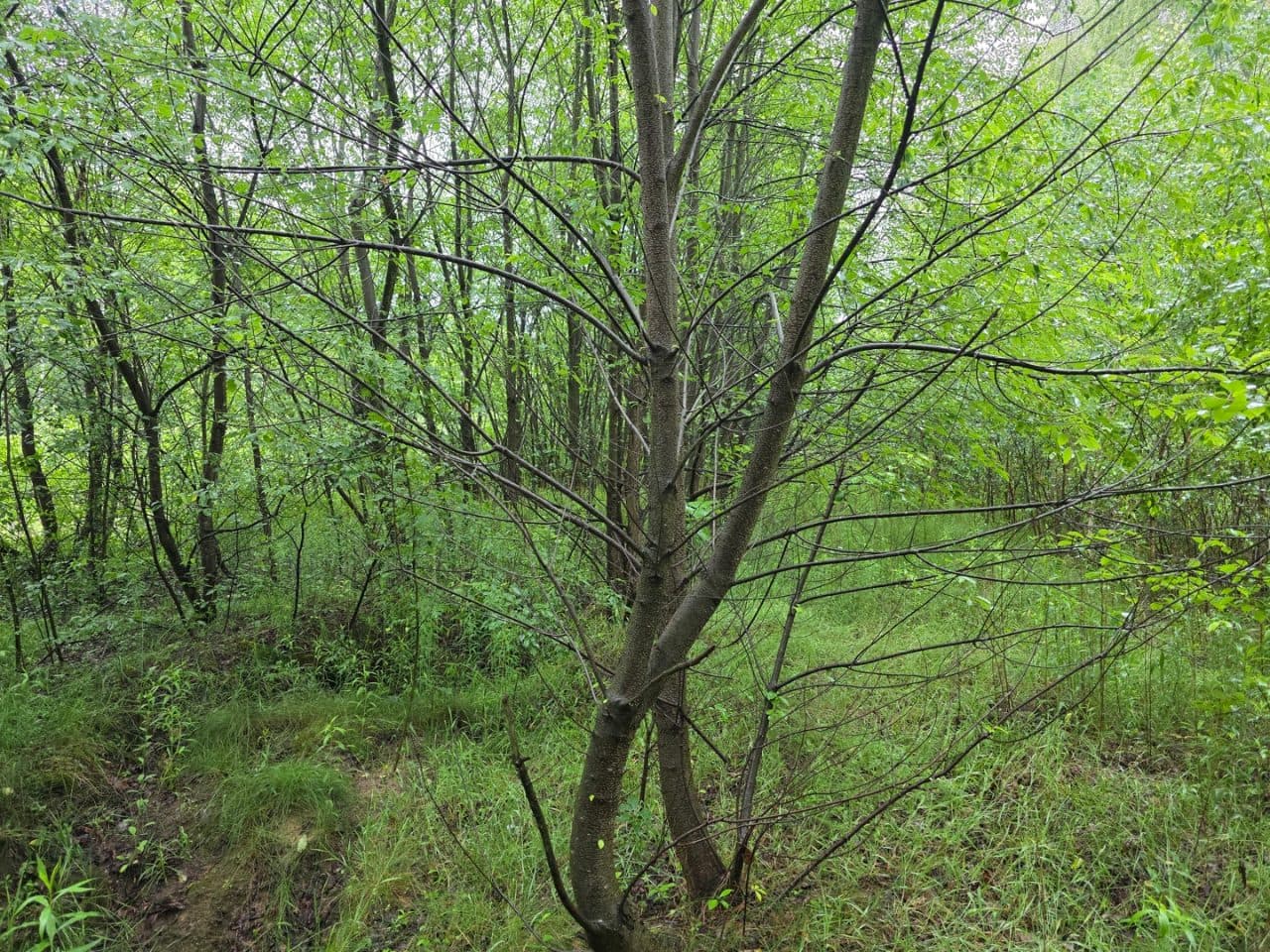 Niruchomość gruntowa o pow. 0,06ha Uściaż Kolonia dz. nr 285
