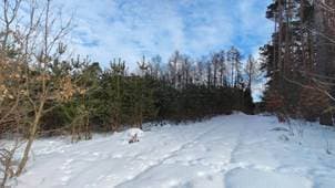 nieruchomość gruntowa, na którą składają się niezabudowane działki ewid. nr: 166/6 (2,0901 ha), 166/10 (0,6901 ha) – zdjęcie 4 z 8