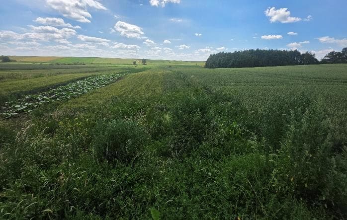 nieruchomość rolna i zabudowana – zdjęcie 6 z 6