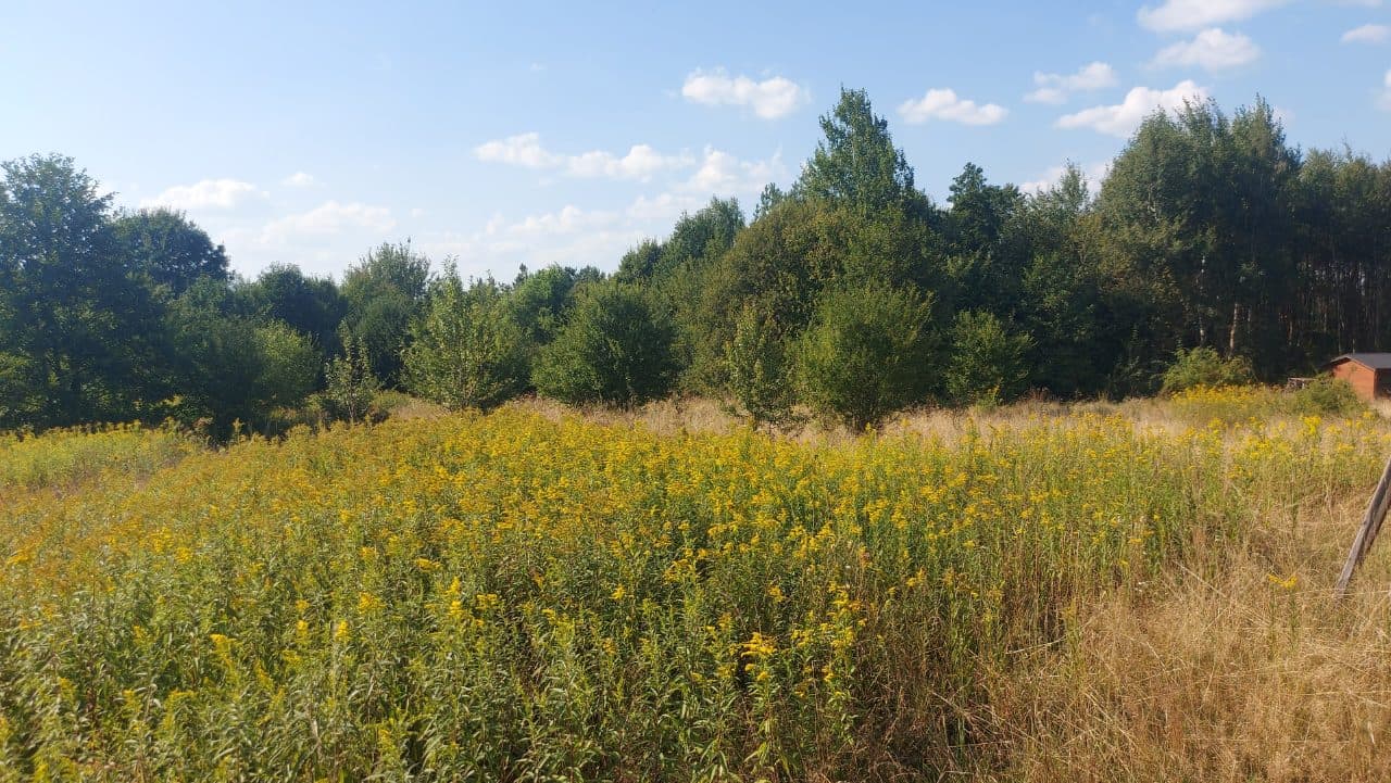 działka pow. 0,3368 ha – zdjęcie 4 z 5