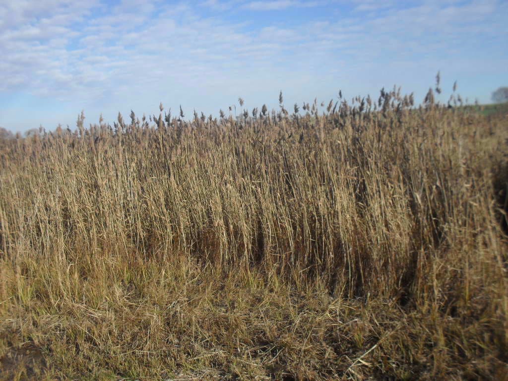 działka nr 699