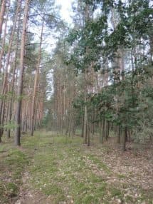 Działka leśna niezabudowana – zdjęcie 2 z 3