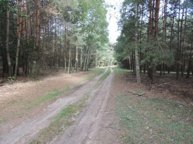 Działka leśna niezabudowana – zdjęcie 3 z 3