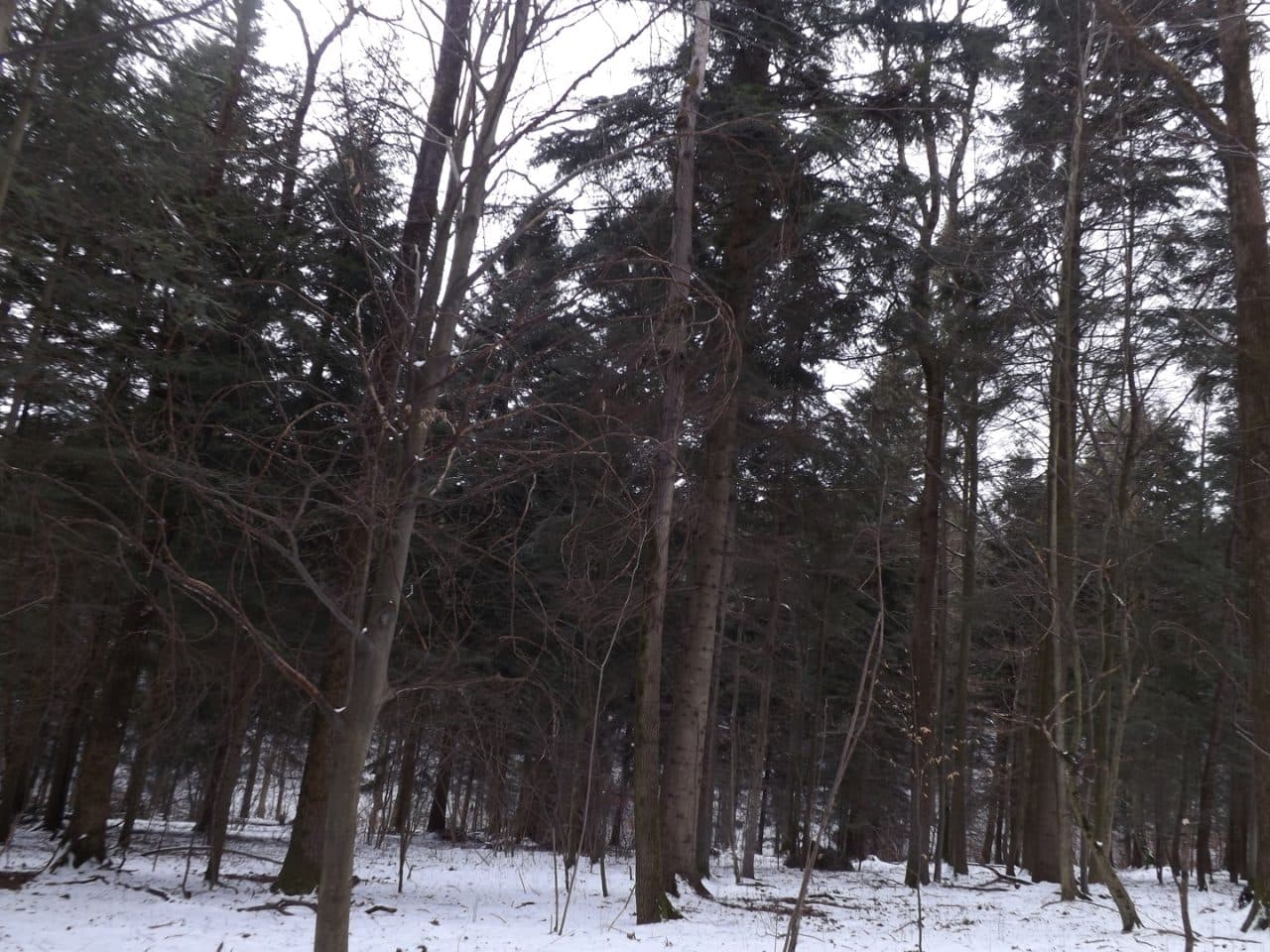 niewydzielny udział 27216360/1222348800 w lesie o całkowitej pow. 47,3306 ha – zdjęcie 2 z 3