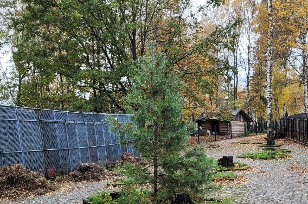 Kompleks nieruchomości położonych w miejscowości Rogów przy ul. Leśnej nr KW GL1W/00036078/0 oraz GL1W/00010178/2. – zdjęcie 16 z 17