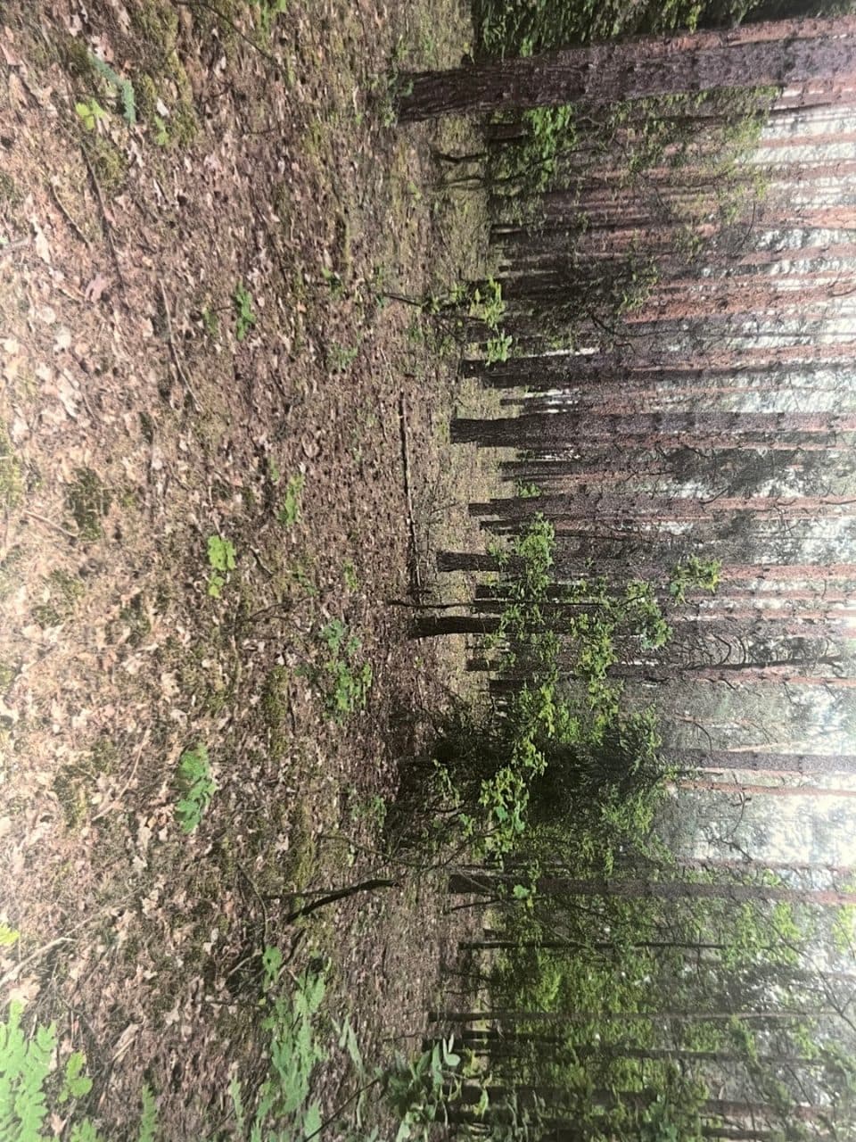 działki nr 670/1 i 676/1 – zdjęcie 3 z 3