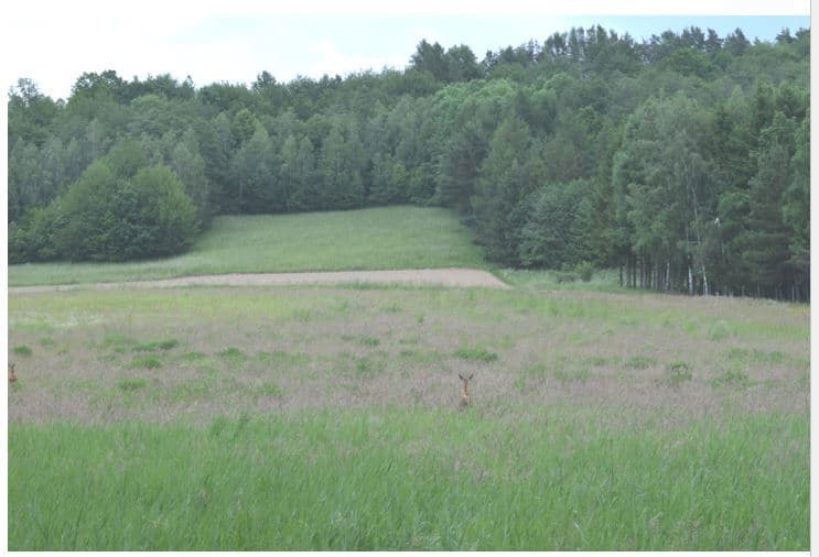 KS1K/00033766/0 - działka numer 1058/5 o pow. 1,2900 ha – zdjęcie 2 z 5