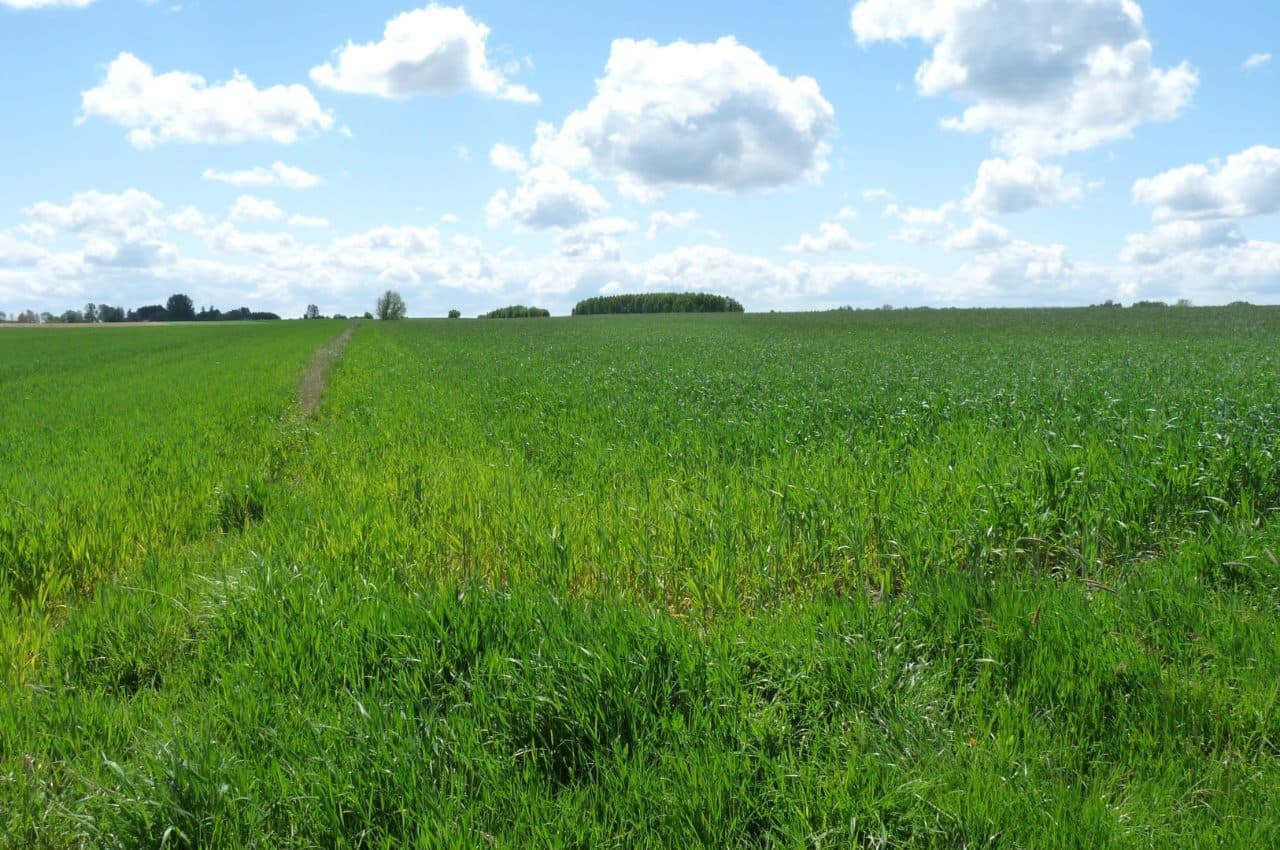 Nieruchomość gruntowa - działka nr 583