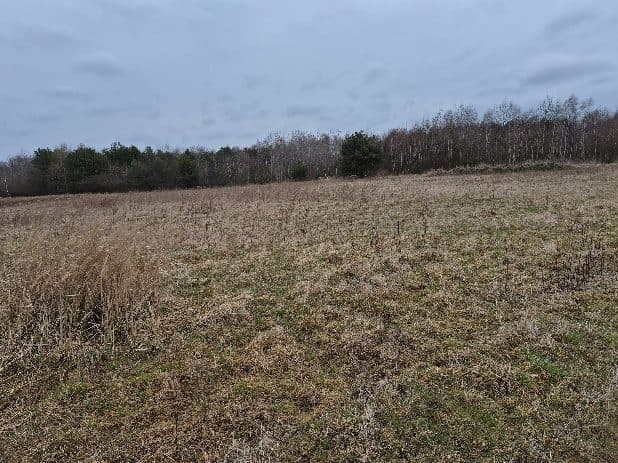 Nieruchomość składająca się z działki ewid. nr 1392 o pow. 1,4270 ha poł. Grzybów, gm. Staszów. – zdjęcie 4 z 4