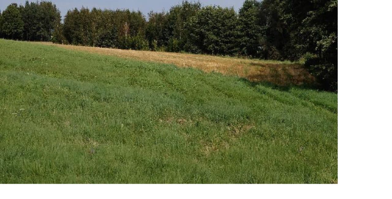 grunty orne, łąki trwałe – zdjęcie 7 z 8