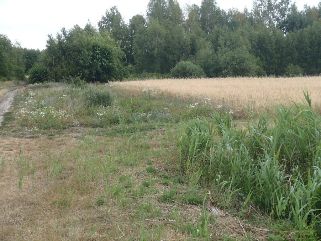 działka rolna nr 215 o pow. 0,97 ha msc. Niedabyl gm. Stromiec, pow. białobrzeski, woj. mazowieckie więcej na www.komornik-grojec.pl – zdjęcie 5 z 5