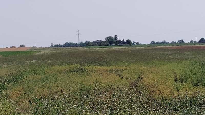 Chełmiczki, nieruchomość rolna pow. 2,5ha